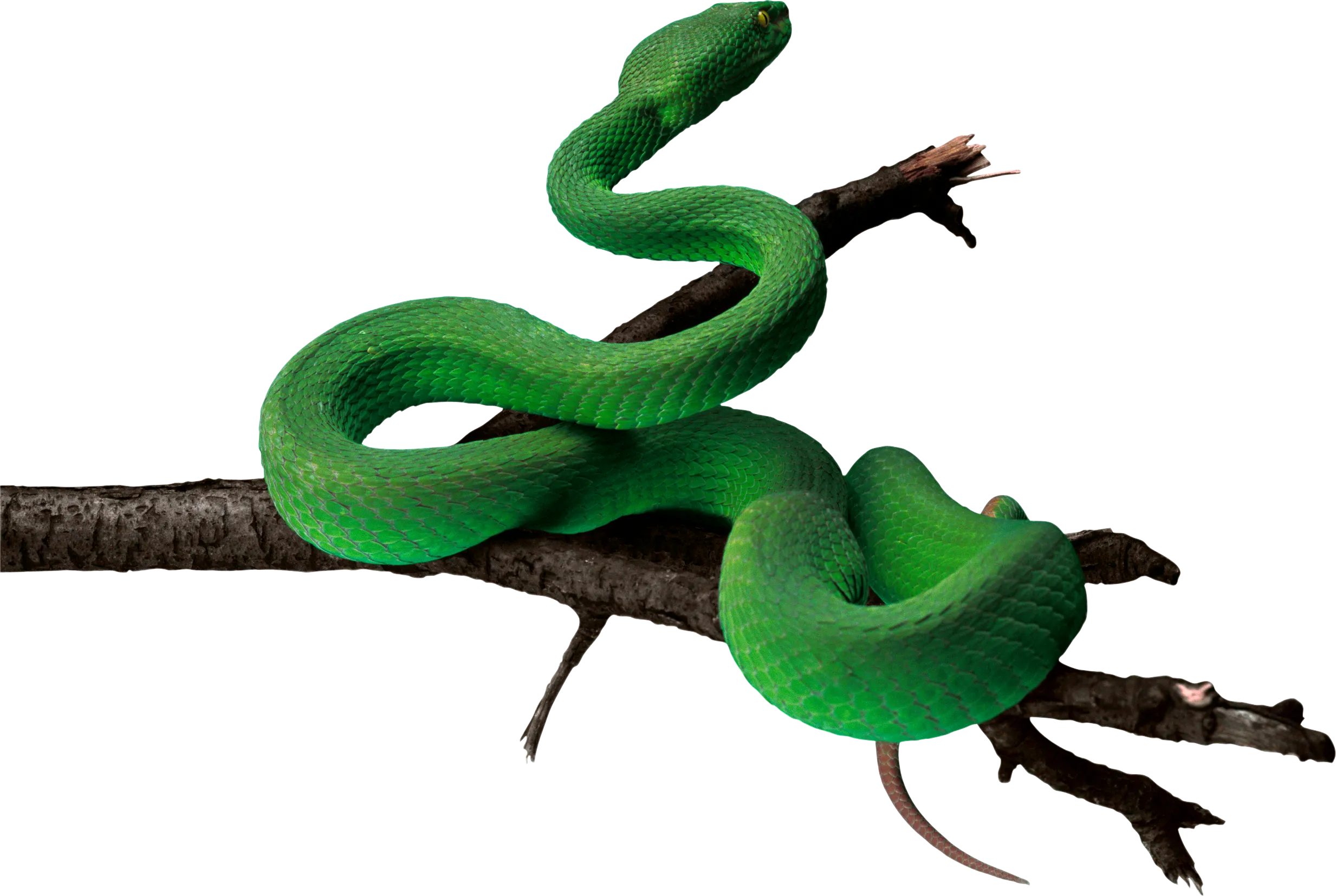 anaconda illustration, hand-drawn style, wild snake png